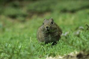 Desert Cavi, Lihue Calel National Park, La Pampa Province, Patagonia , Argentina photo