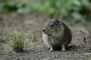 Desert Cavi, Lihue Calel National Park, La Pampa Province, Patagonia , Argentina photo