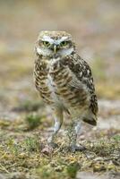 Burrowing Owl perched, La Pampa Province, Patagonia, Argentina. photo