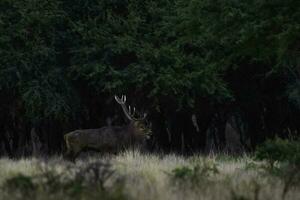 Red deer in La Pampa, Argentina, Parque Luro, Nature Reserve photo