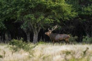 Red deer in La Pampa, Argentina, Parque Luro, Nature Reserve photo