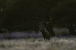 Red deer in La Pampa, Argentina, Parque Luro, Nature Reserve photo