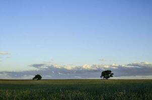 pampa árbol paisaje, la pampa provincia, Patagonia, argentina. foto