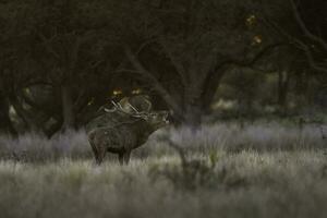 Red deer in La Pampa, Argentina, Parque Luro, Nature Reserve photo