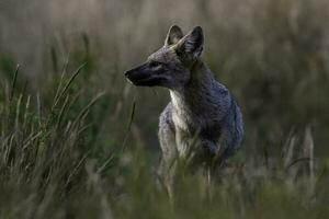 Pampas Grey fox in Pampas grass environment, La Pampa province, Patagonia, Argentina. photo