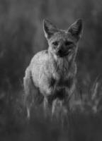 Pampas Grey fox in Pampas grass environment, La Pampa province, Patagonia, Argentina. photo