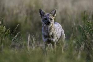 Pampas Grey fox in Pampas grass environment, La Pampa province, Patagonia, Argentina. photo