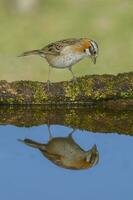 de color herrumbre con cuello gorrión, zonotrichia capensis, caldén adelante, la pampa , argentina foto