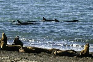 Killer Whale, Orca, hunting a sea lions , Peninsula Valdes, Patagonia Argentina photo