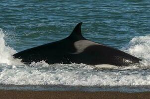 asesino ballena, orca, caza un mar leones , península Valdés, Patagonia argentina foto