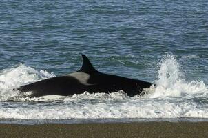 Killer Whale, Orca, hunting a sea lions , Peninsula Valdes, Patagonia Argentina photo