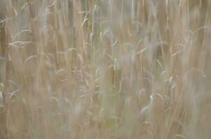 Grass texture abstract patterns, Exploring the Essence of Abstracted Grassland photo