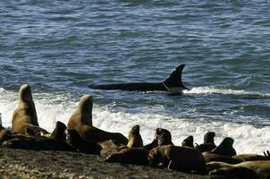 Killer Whale, Orca, hunting a sea lions , Peninsula Valdes, Patagonia Argentina photo