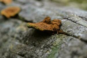 Orange fungus on the trunk of a tree, La Pampa Province, Patagonia, Argentina. photo