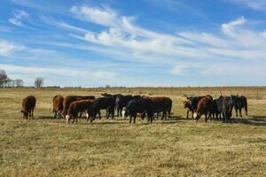 Cows grazing in the field, in the Pampas plain, Argentina photo