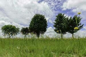 Pine tree landscape, La Pampa Province, Patagonia, Argentina. photo