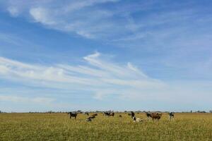 vacas pasto en el campo, en el pampa plano, argentina foto