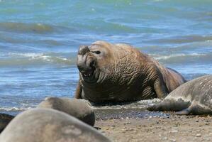 Elephant seal family, Peninsula Valdes, Patagonia, Argentina photo