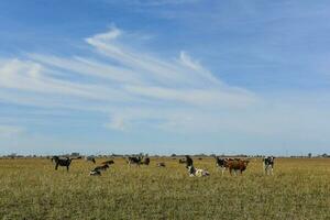 Cows grazing in the field, in the Pampas plain, Argentina photo