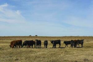 Cows grazing in the field, in the Pampas plain, Argentina photo