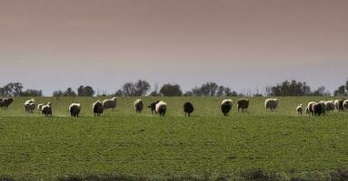 novillos y ovejas alimentado en pastar, la pampa, argentina foto