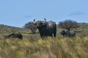 Water buffalo, Bubalus bubalis, species introduced in Argentina, La Pampa province, Patagonia. photo