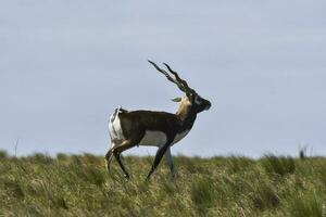 Male Blackbuck Antelope in Pampas plain environment, La Pampa province, Argentina photo