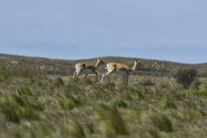 Blackbuck Antelope in Pampas plain environment, La Pampa province, Argentina photo