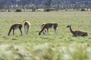 Lama animal, , in pampas grassland environment, La Pampa province, Patagonia,  Argentina photo