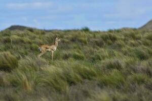 Blackbuck Antelope in Pampas plain environment, La Pampa province, Argentina photo