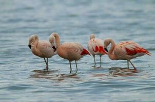 flamencos rebaño en un laguna, la pampa provincia, patagonia, argentina. foto