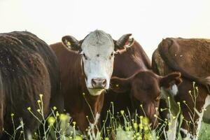 Cattle in Argentine countryside, Pampas, Argentina photo