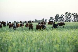 Cattle in Argentine countryside, Pampas, Argentina photo