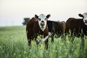 Cattle in Argentine countryside, Buenos Aires Province, Argentina. photo