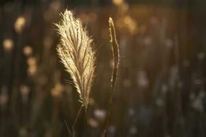 Grass texture abstract patterns, Exploring the Essence of Abstracted Grassland photo