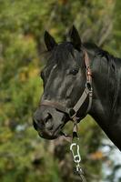 negro cría caballo, retrato, la pampa provincia, Patagonia, argentina. foto