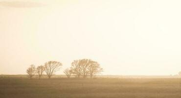 Pampas sunset landscape, La pampa, Argentina photo