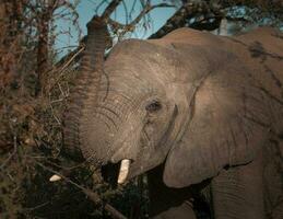 africano elefante comiendo, sur África foto