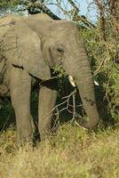 African elephant eating, South Africa photo