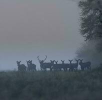 Red deer herd in the fog, Argentina, Parque Luro Nature Reserve, La Pampa Province, Patagonia, Argentina. photo