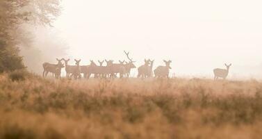 Red deer in the fog, Argentina, Parque Luro Nature Reserve photo