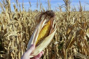 Corn cob growing on plant ready to harvest, Argentine Countryside, Buenos Aires Province, Argentina photo