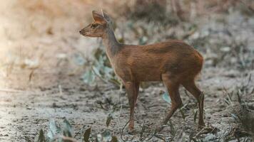 Gray Brocket,Mazama gouazoubira,Mato Grosso, Brazil photo