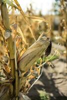 Corn cob growing on plant ready to harvest, Argentine Countryside, Buenos Aires Province, Argentina photo