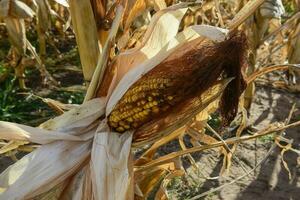 Corn cob growing on plant ready to harvest, Argentine Countryside, Buenos Aires Province, Argentina photo