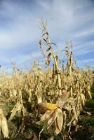 Corn cob growing on plant ready to harvest, Argentine Countryside, Buenos Aires Province, Argentina photo