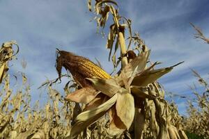 Corn cob growing on plant ready to harvest, Argentine Countryside, Buenos Aires Province, Argentina photo