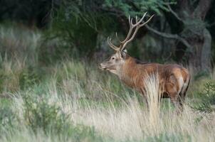 Red deer in Calden Forest environment, La Pampa, Argentina, Parque Luro, Nature Reserve photo