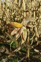 Corn cob growing on plant ready to harvest, Argentine Countryside, Buenos Aires Province, Argentina photo