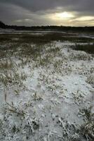 salitre en el piso de un laguna en un semi Desierto ambiente, la pampa provincia, Patagonia, argentina. foto